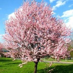 Śliwa wiśniowa PISSARDII 140-160 cm GRUNT