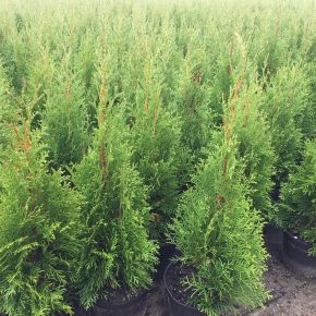 Żywotnik zachodni SZMARAGD 