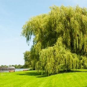 Wierzba biała płacząca TRISTIS 