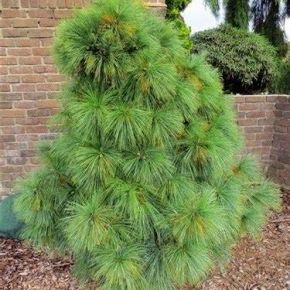 Sosna Schwerina WIETHORST C5 50-60 cm 