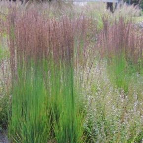 Trzęślica modra MOORHEXE