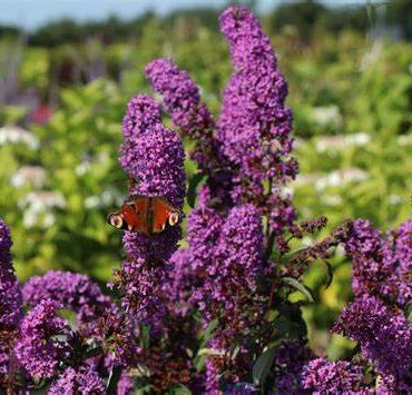 Budleja Davida BORDER BEAUTY