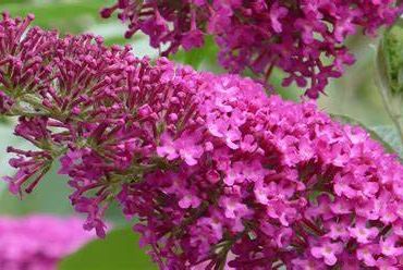 Budleja Davida SUMMER BEAUTY