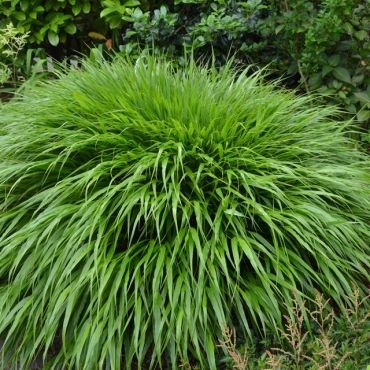 Hakonechloa smukła MACRA