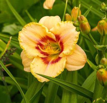 Liliowiec CUSTARD CANDY