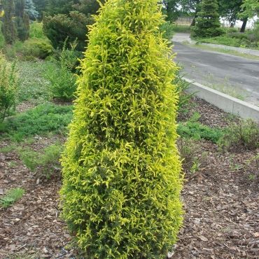 Jałowiec Pospolity GOLD CONE