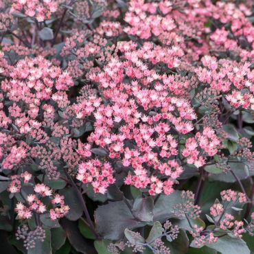 Rozchodnik GLOBE PURPLE