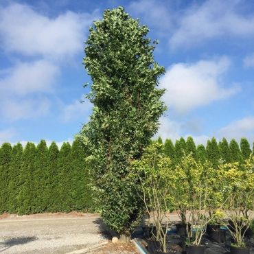 Dąb szypułkowy FASTIGIATA  50 cm 