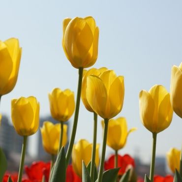 Tulipan ŻÓŁTY