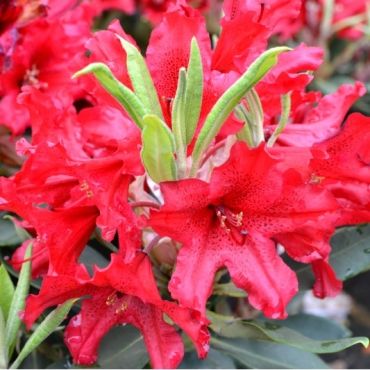 Różanecznik TARAGONA