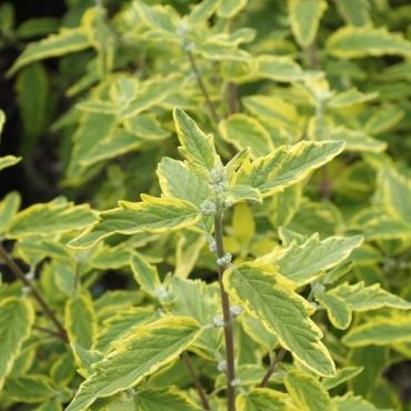 Barbula klandońska SUMMER SORBET