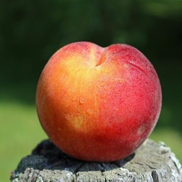 Nektaryna SUPERQUEEN