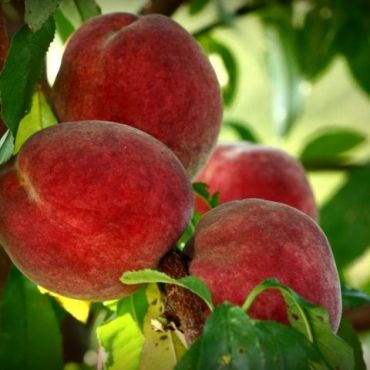 Brzoskwinia RELIANCE