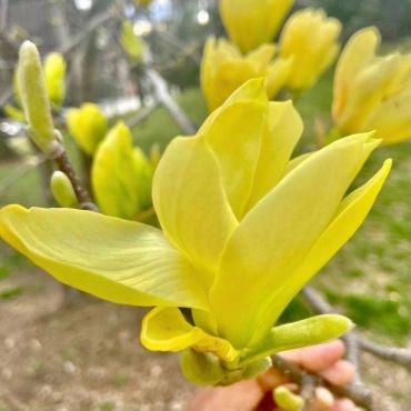 Magnolia DAPHNE 