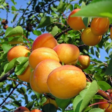 Morela EARLY ORANGE 