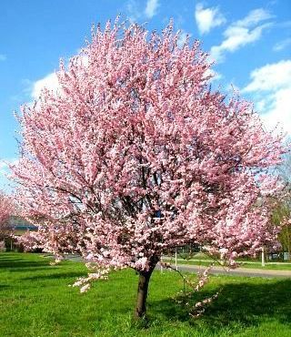 Śliwa wiśniowa PISSARDII 140-160 cm GRUNT