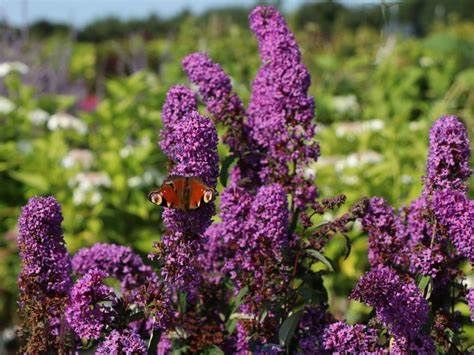 Budleja Davida BORDER BEAUTY