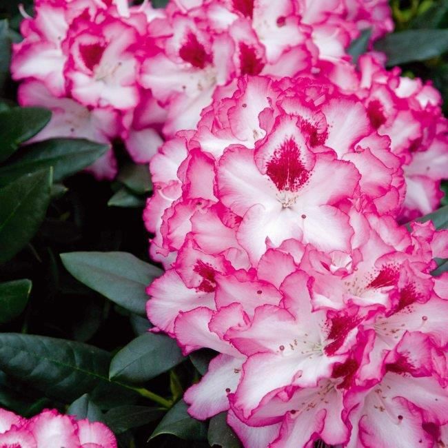 Różanecznik  HACHMANN S CHARMANT