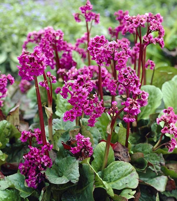 Bergenia ROTBLUM