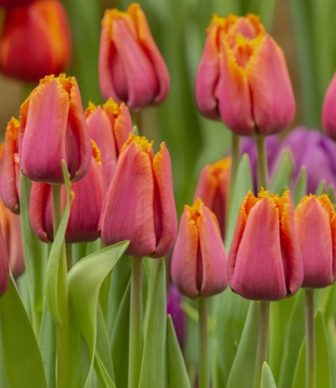 Tulipan LOUVRE ORANGE