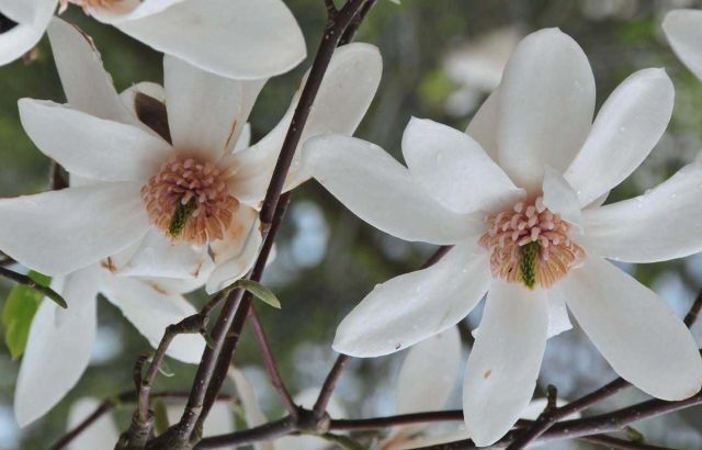 Magnolia JOLI POMPON 