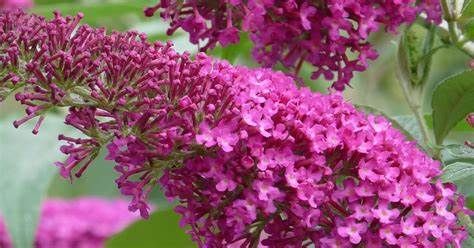 Budleja Davida SUMMER BEAUTY