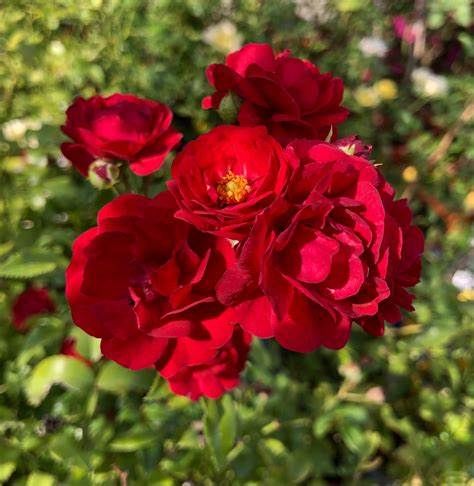 Róża okrywowa czrwona HARWARD