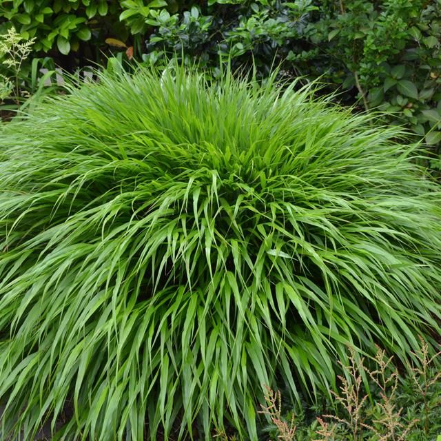 Hakonechloa smukła MACRA