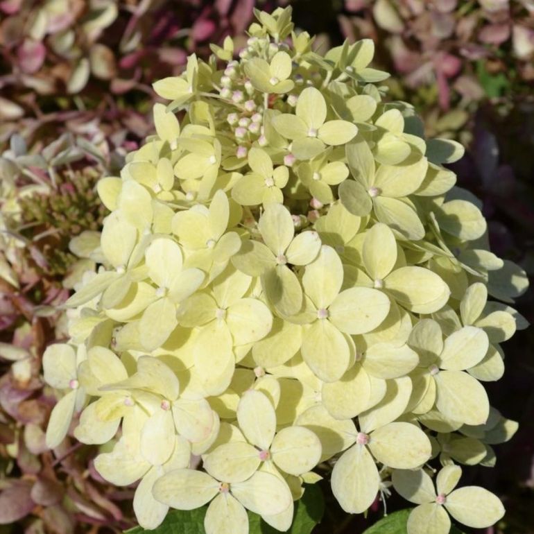 Hortensja bukietowa XS- LIGHT