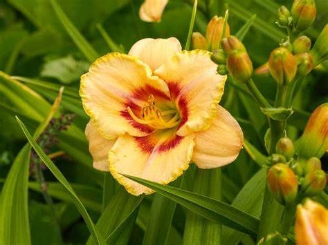 Liliowiec CUSTARD CANDY