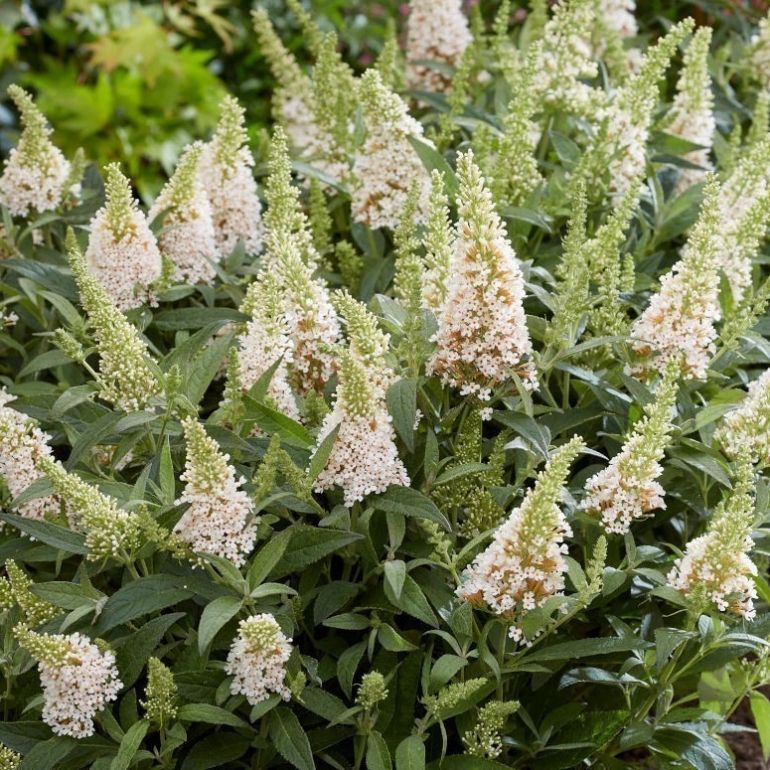 Budleja Dawida BUTTERFLY CANDY LITTLE WHITE