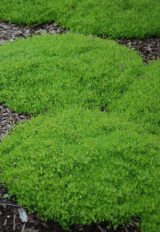 Karmnik ościsty zielony MOSS GREEN