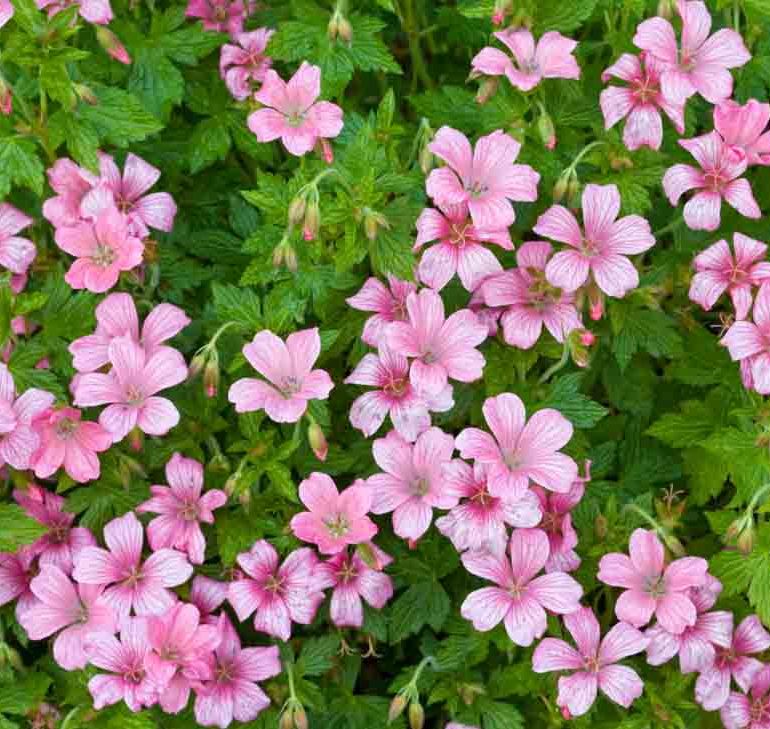 Bodziszek WARGRAVE PINK