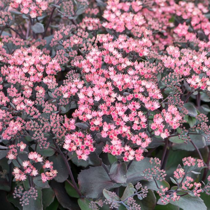 Rozchodnik GLOBE PURPLE