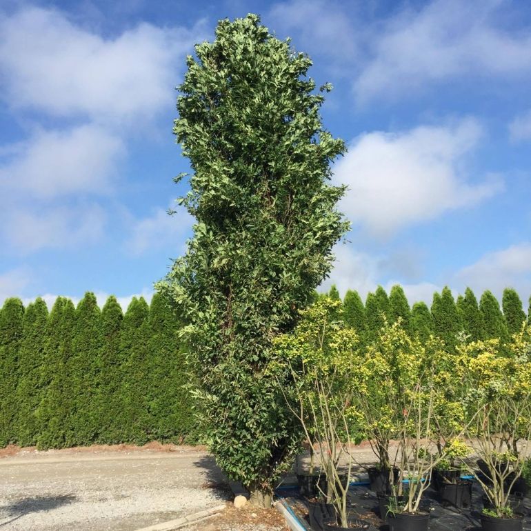 Dąb szypułkowy FASTIGIATA  50 cm 