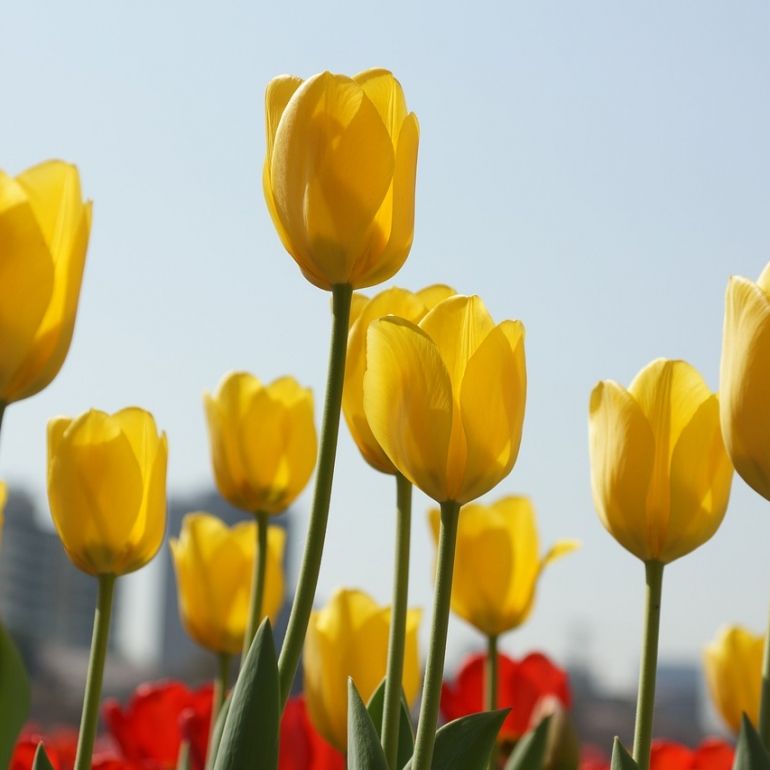 Tulipan ŻÓŁTY