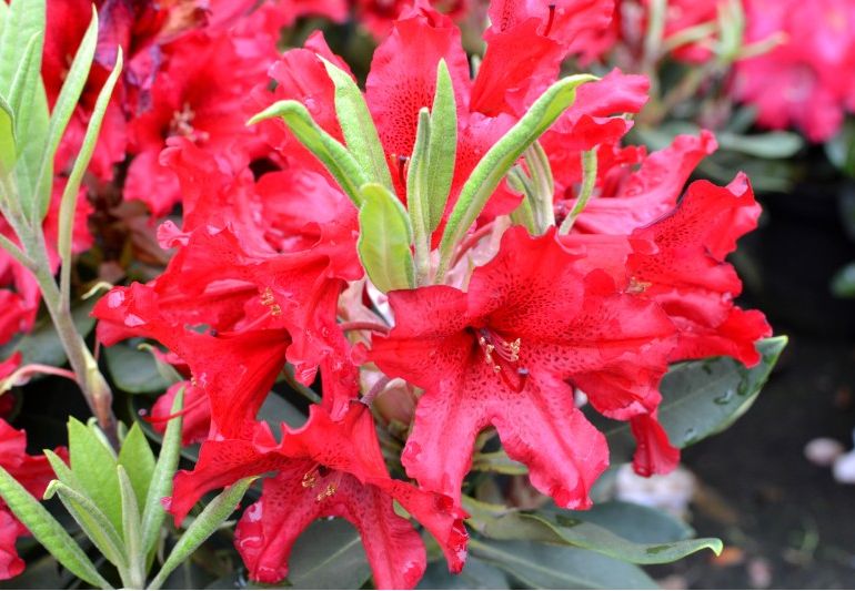 Różanecznik TARAGONA