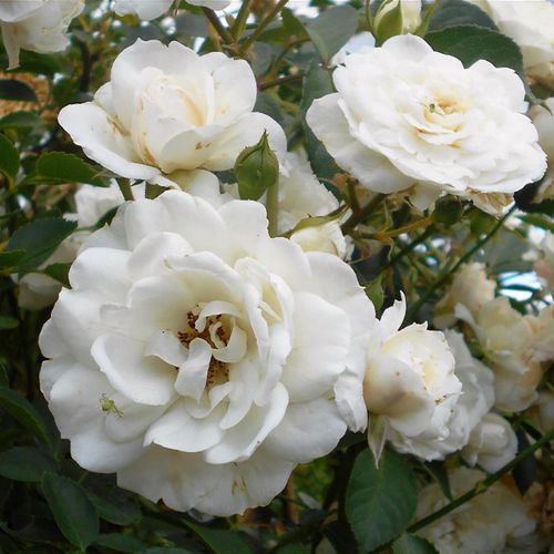 Róża pnąca WHITE NEW DAWN