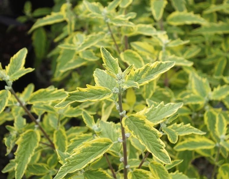 Barbula klandońska SUMMER SORBET
