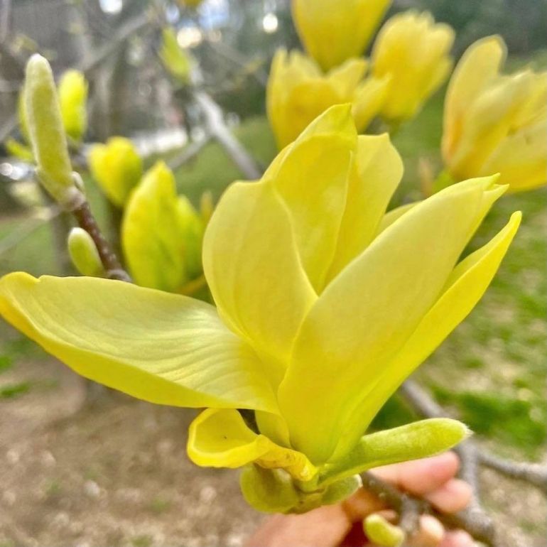 Magnolia DAPHNE 