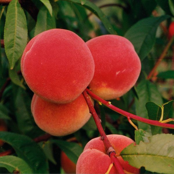 Brzoskwinia REDHAVEN 