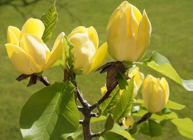 Magnolia brooklińska  YELLOW BIRD