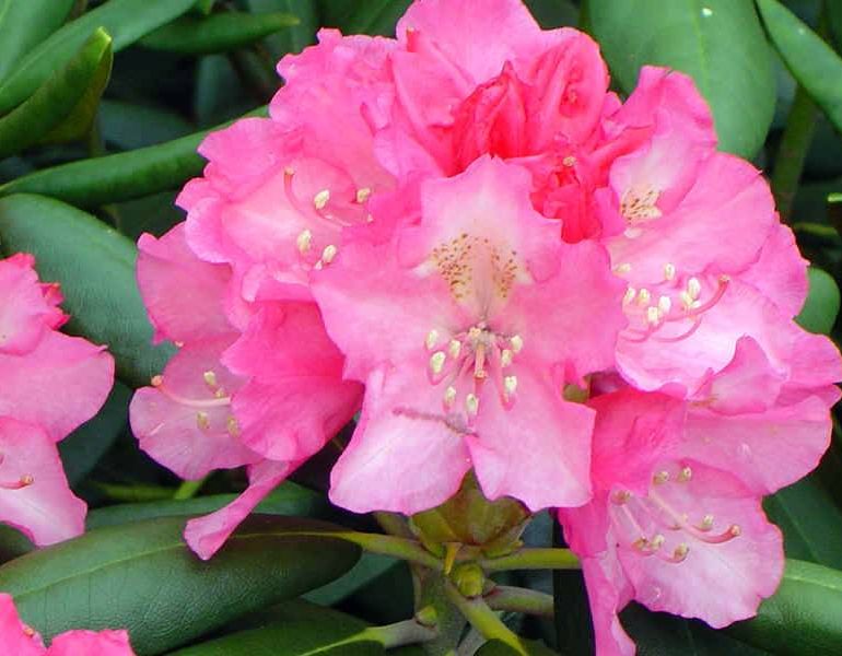 Różanecznik KALINKA