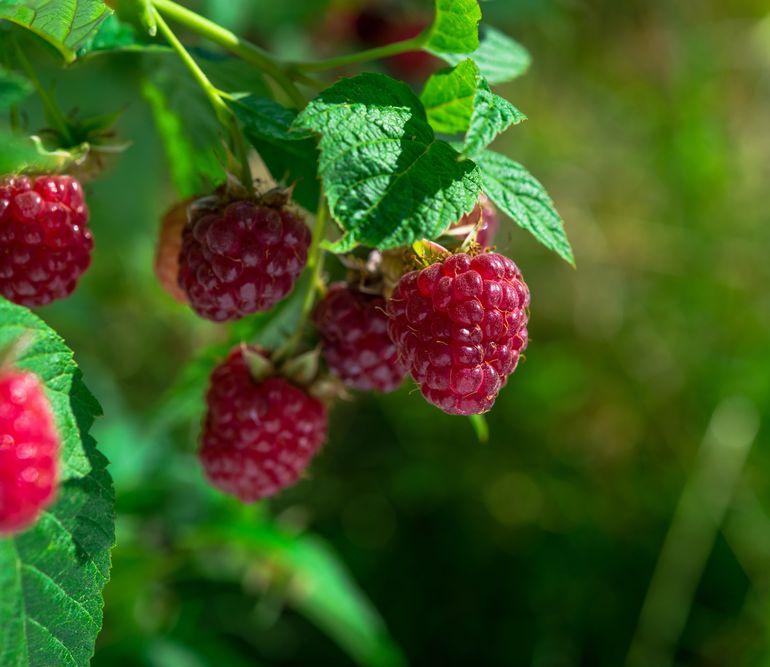 Malina POLANA JESIENNA