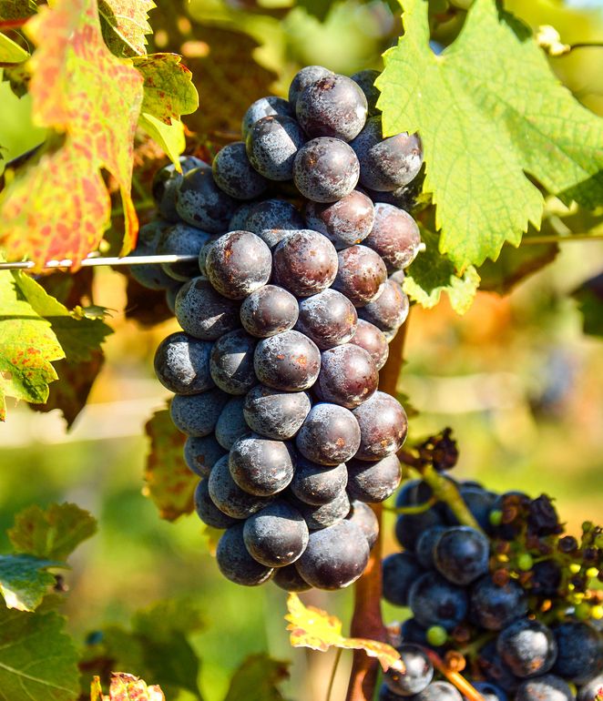 Winogrono  CZARNE 