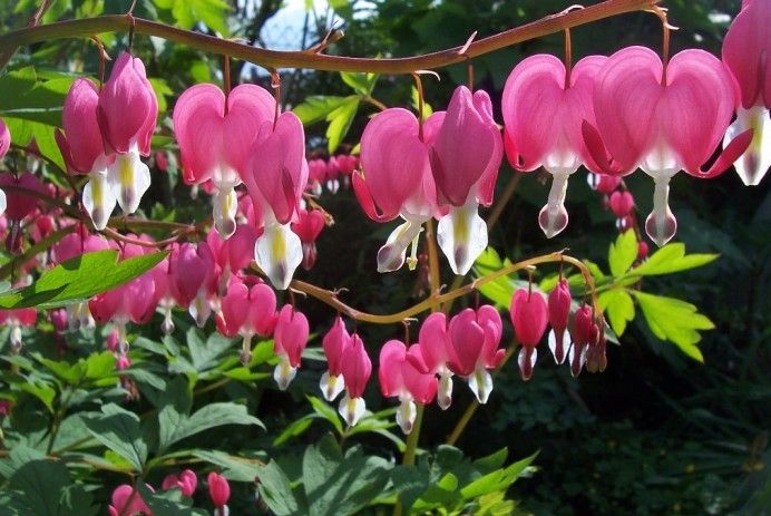 Serduszka okazała VALENTINE