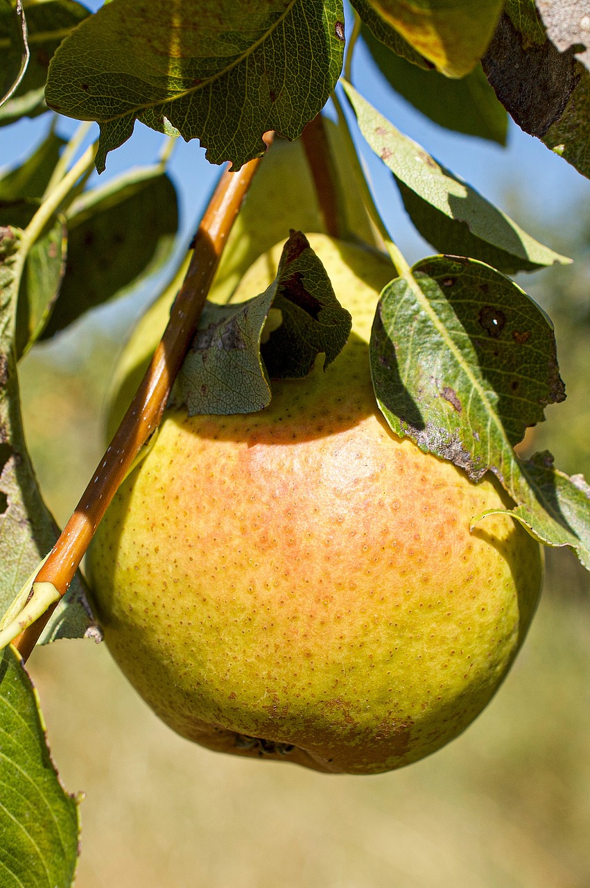 grusza-pstr-g-wka-grusze-drzewka-owocowe