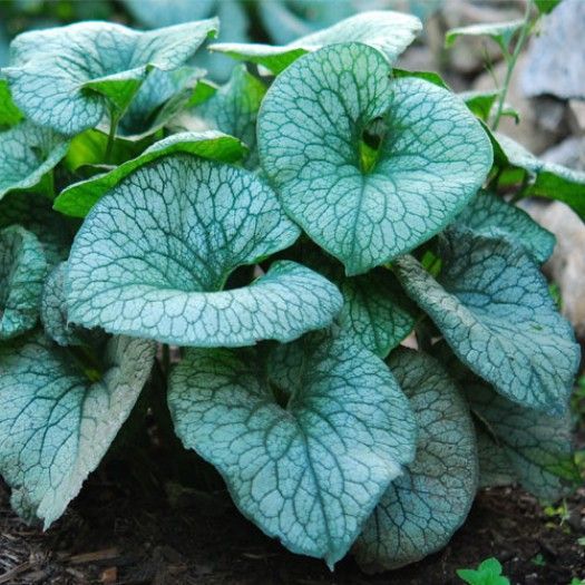 Brunnera wielkolistna ALEXANDERS GREAT | Brunery | BYLINY